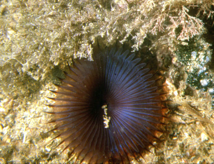 Myxicola infundibulum